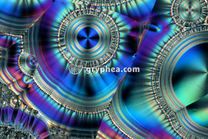 Vitamine C x3 - gryphea.org